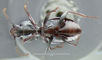 Media type: image;   Entomology 600429 Aspect: habitus ventral view
